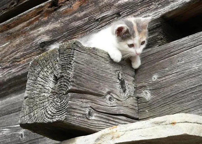 Angelika By Interhome * 阿尔宾内